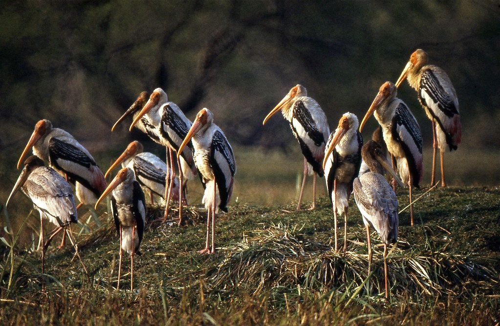 Group of painted storks in a wetland