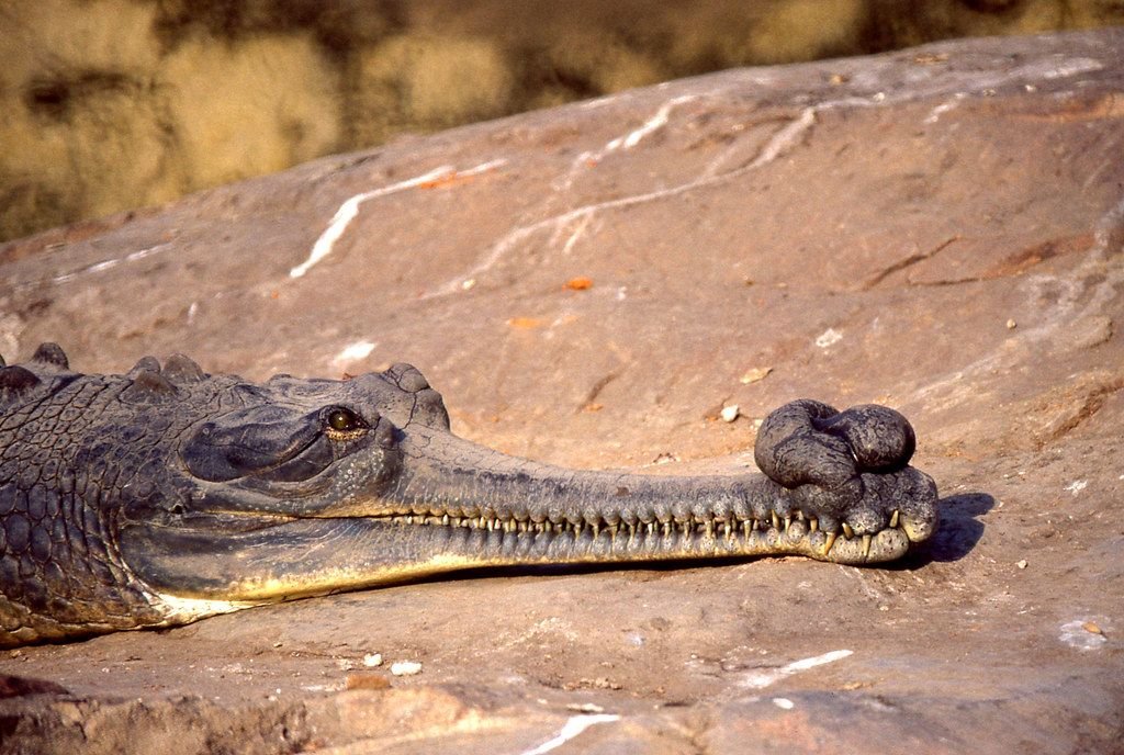 Gharial resting on a riverbank rock