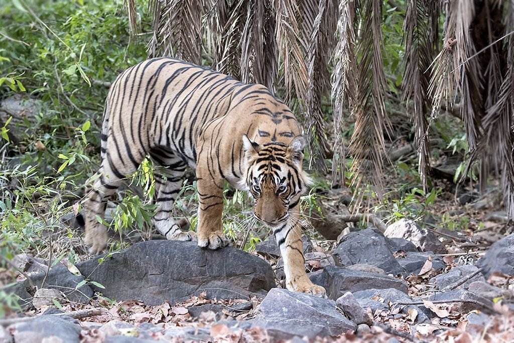 Young tiger in Zone 6, Ranthambore Tiger Reserve