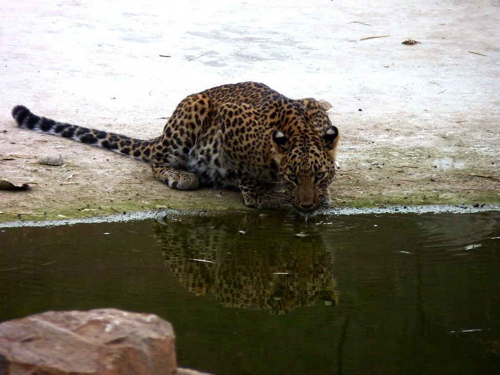 Leopard drinking at a waterhole