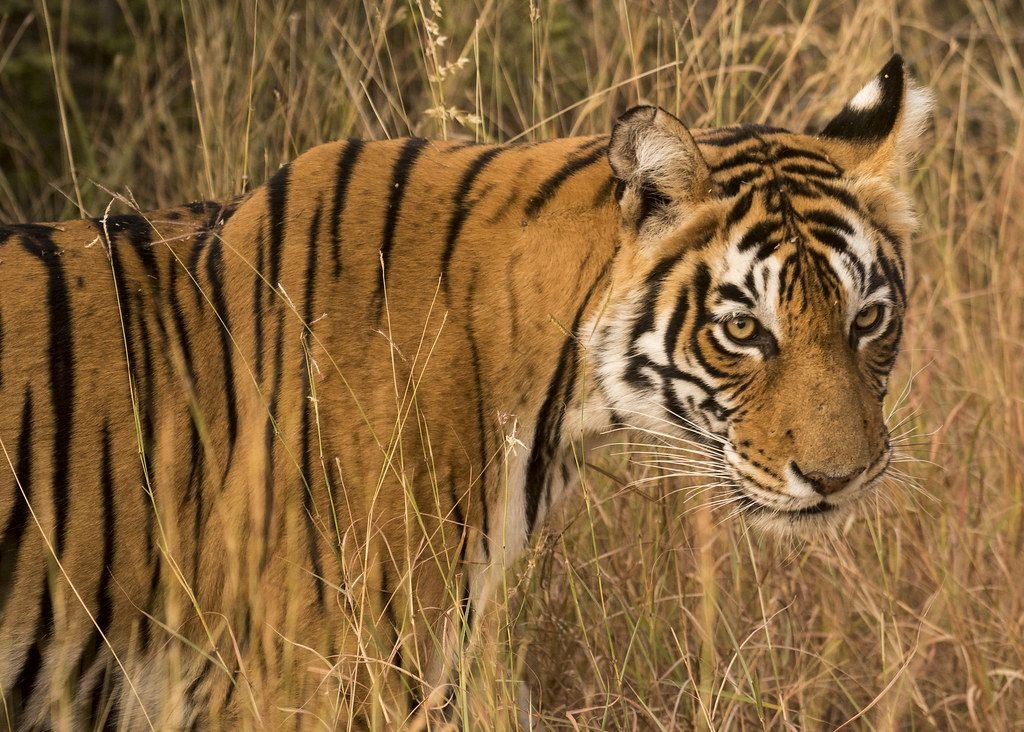 Tigress in Ranthambore National Park