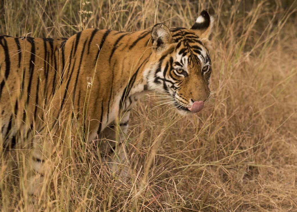 Close-up of a tigress taken on a Ranthambore photo safari