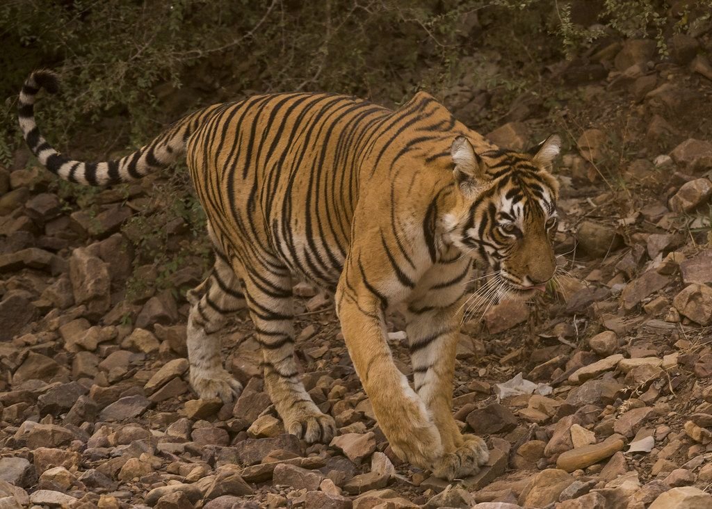 Bengal tiger walking over rocks in Ranthambore